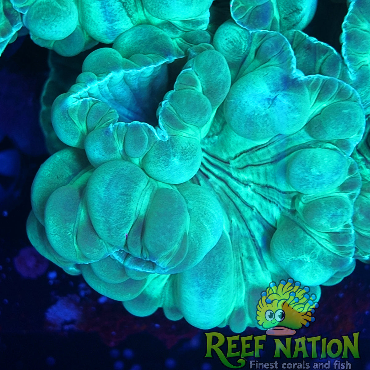 fox coral