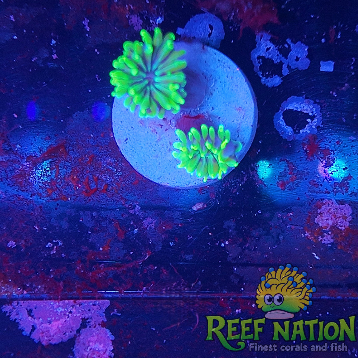 galaxea neon