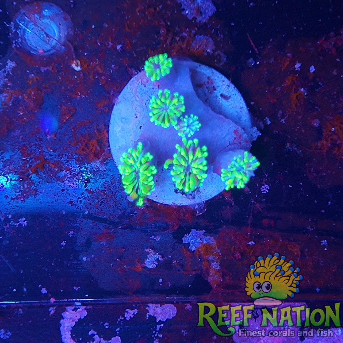 galaxea neon