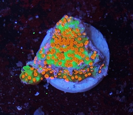 montipora aquaman