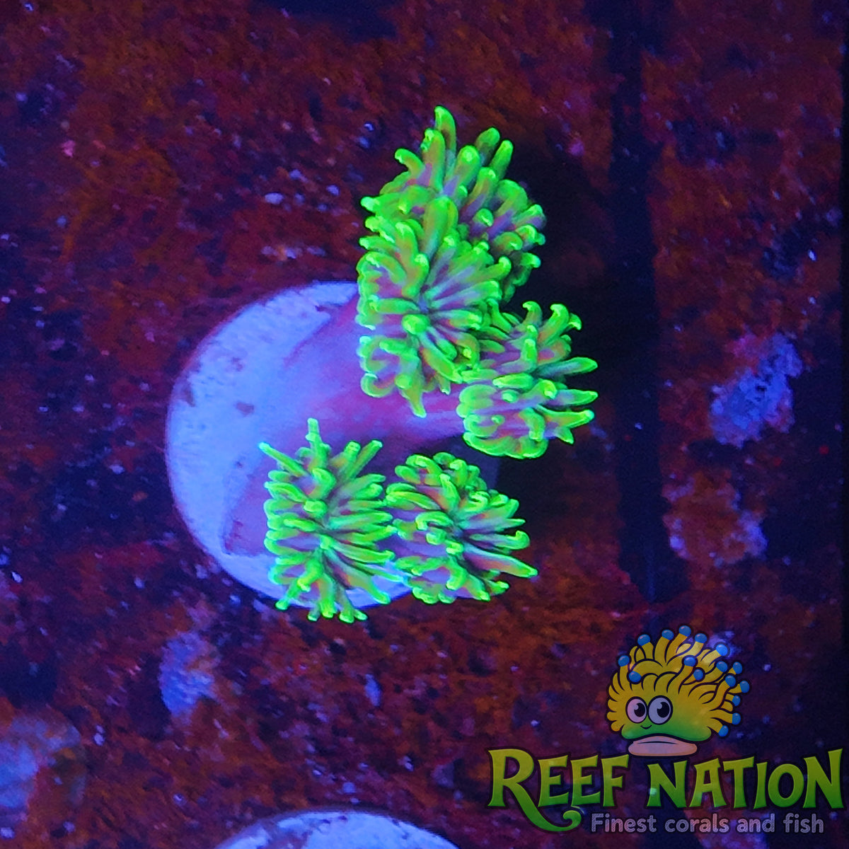 galaxea neon