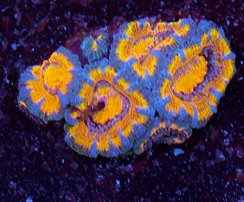 acan ultra