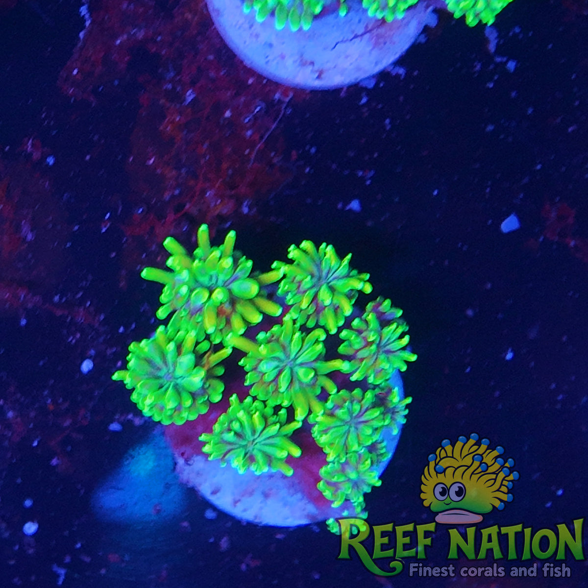 galaxea neon