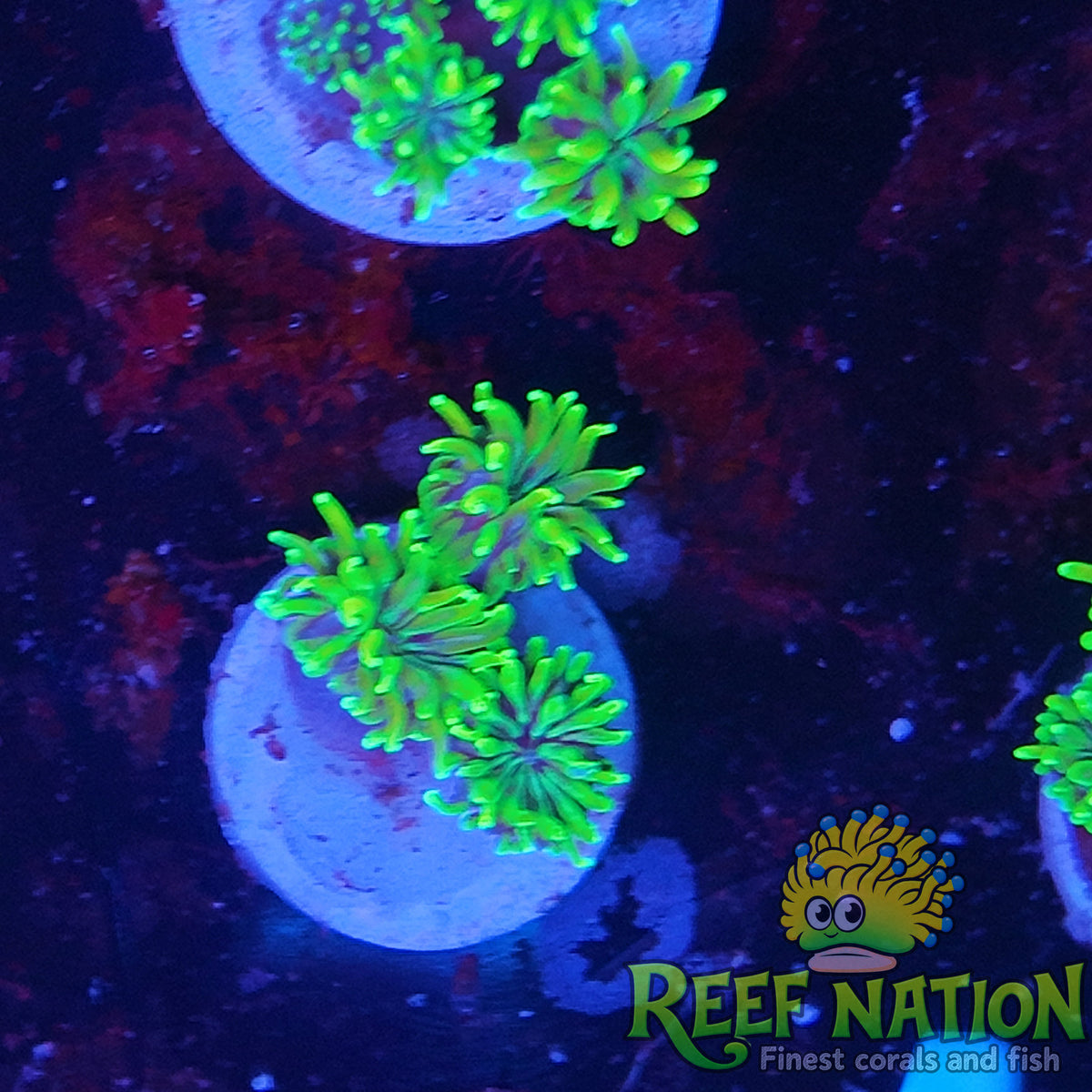 galaxea neon