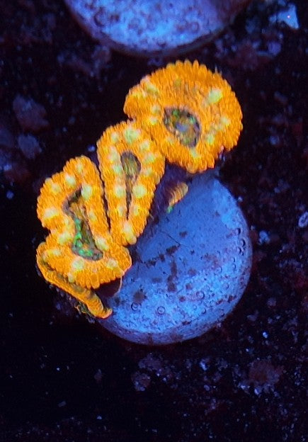 acan ultra