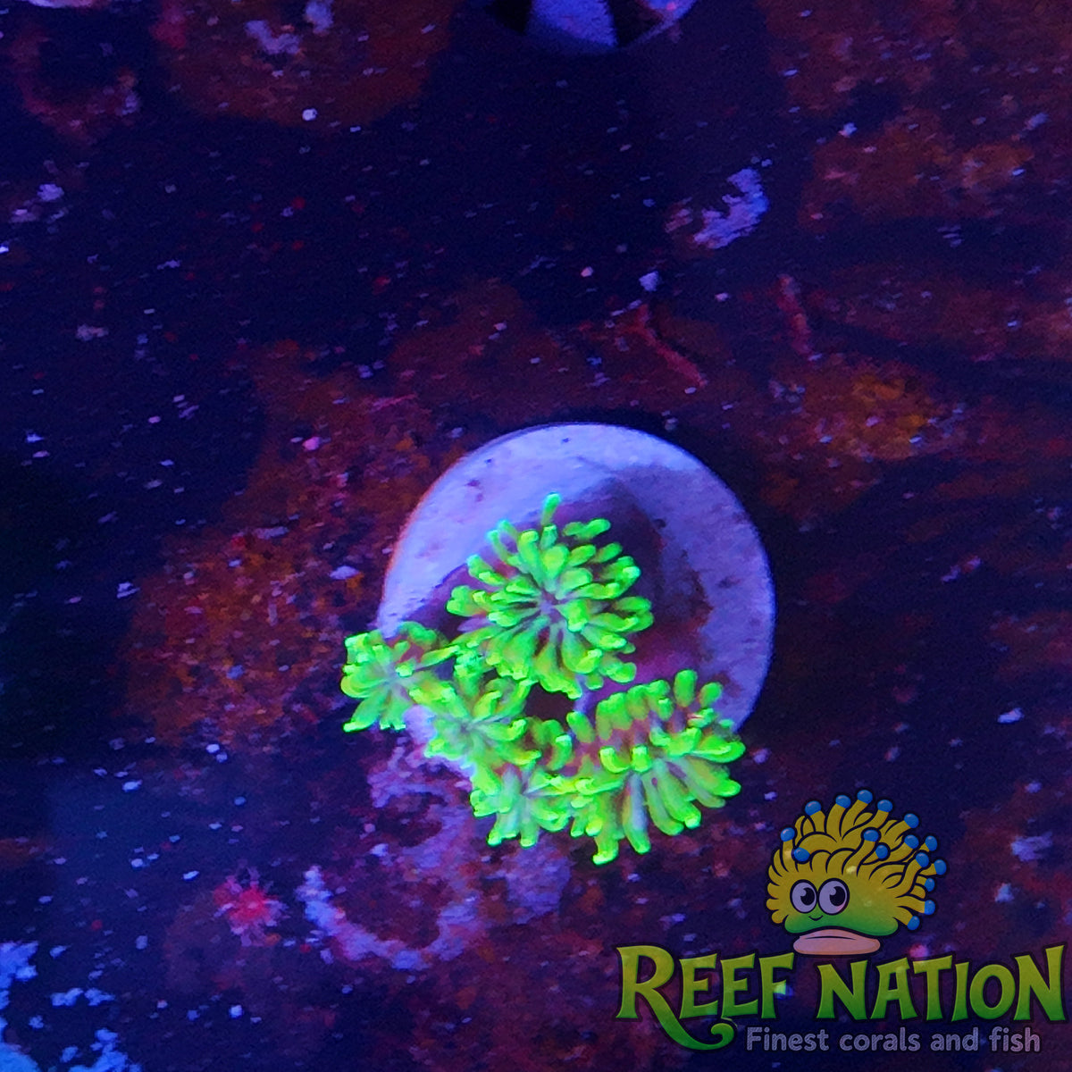 galaxea neon