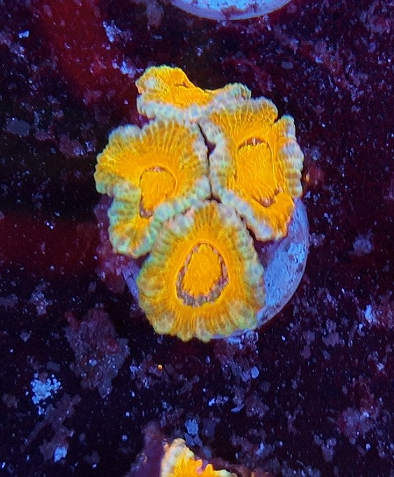 acan ultra