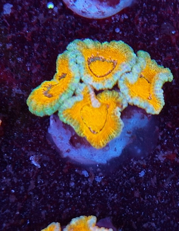 acan ultra