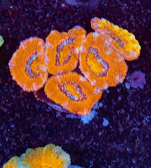 acan ultra