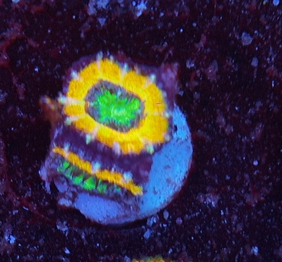 acan high voltage