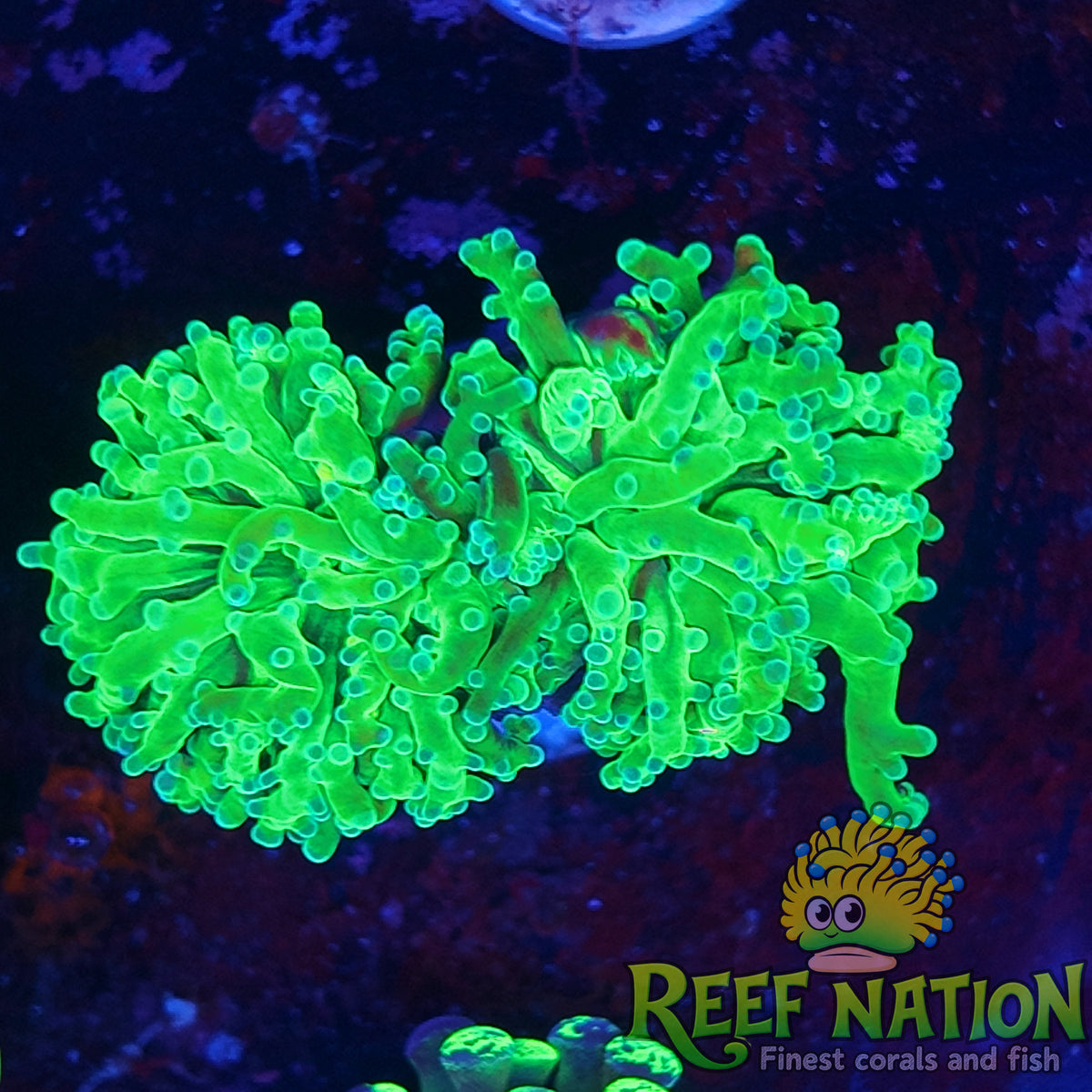 frogspawn neon