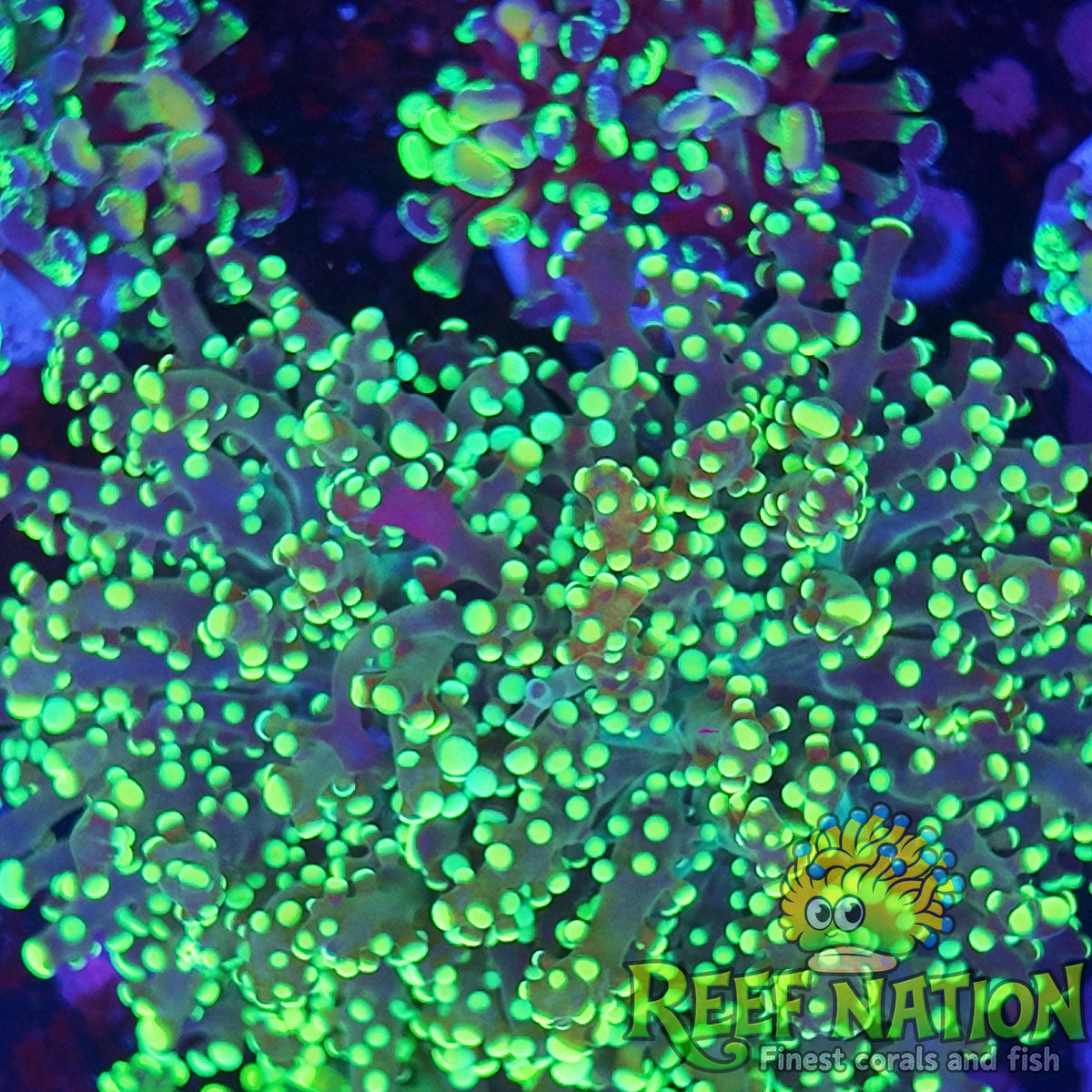 octospawn yellow