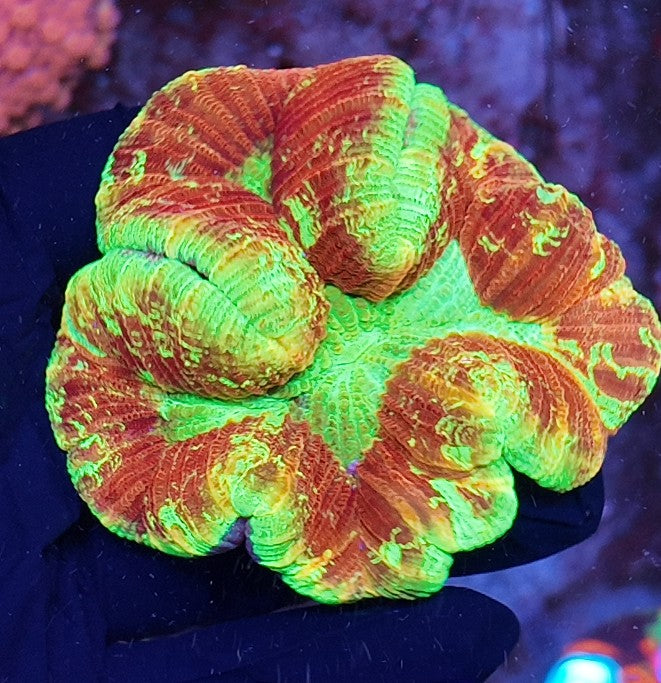 wellsophyllia flame