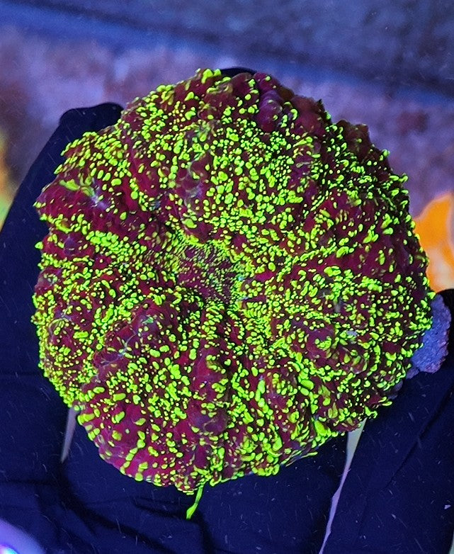 acantophyllia galaxi