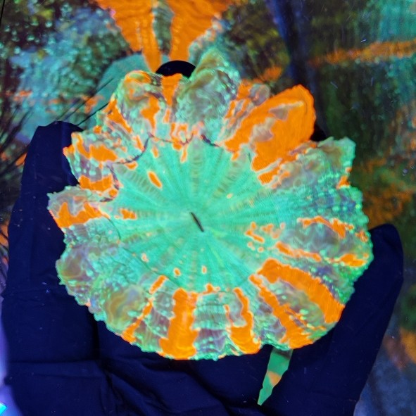 acantophyllia ultra