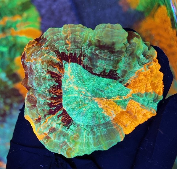 acantophyllia ultra