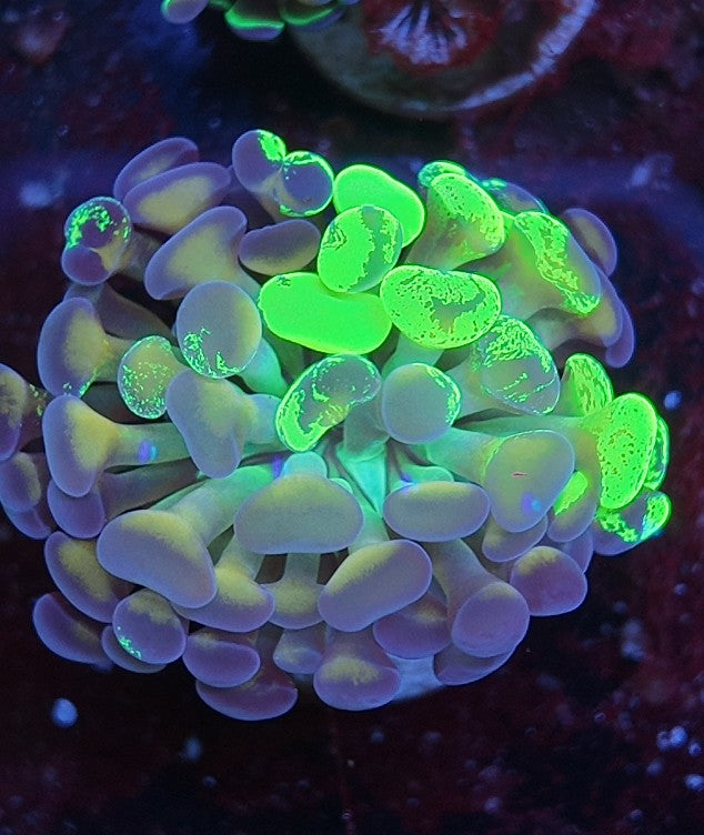 hammer fairy marble