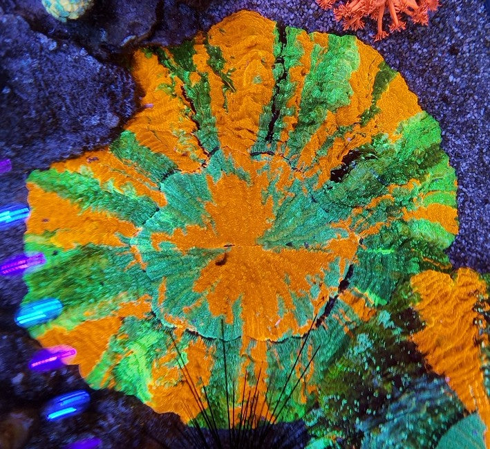 acantophyllia rainbow XXL