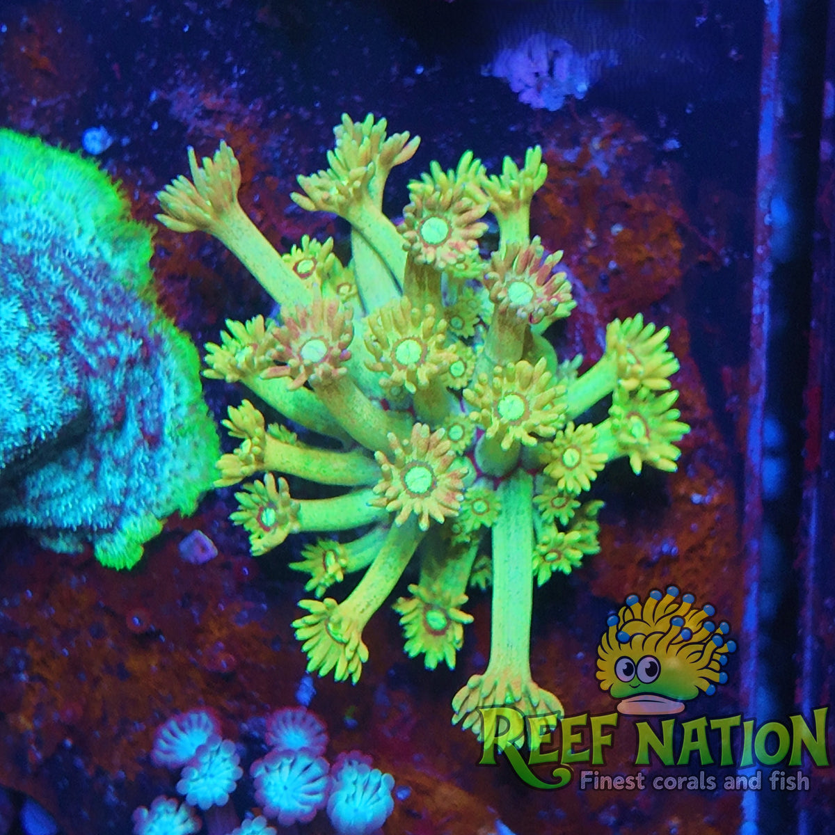 goniopora fantasy island