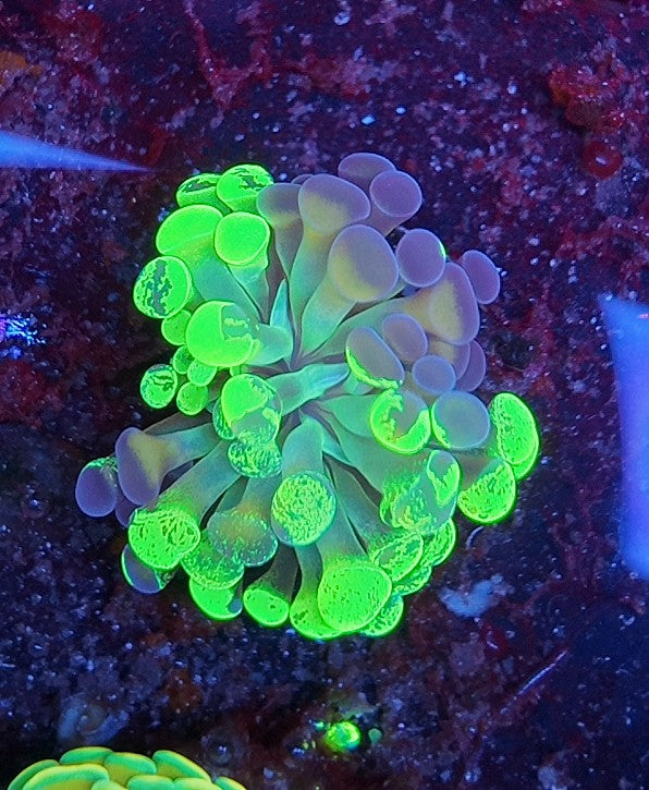 hammer fairy marble