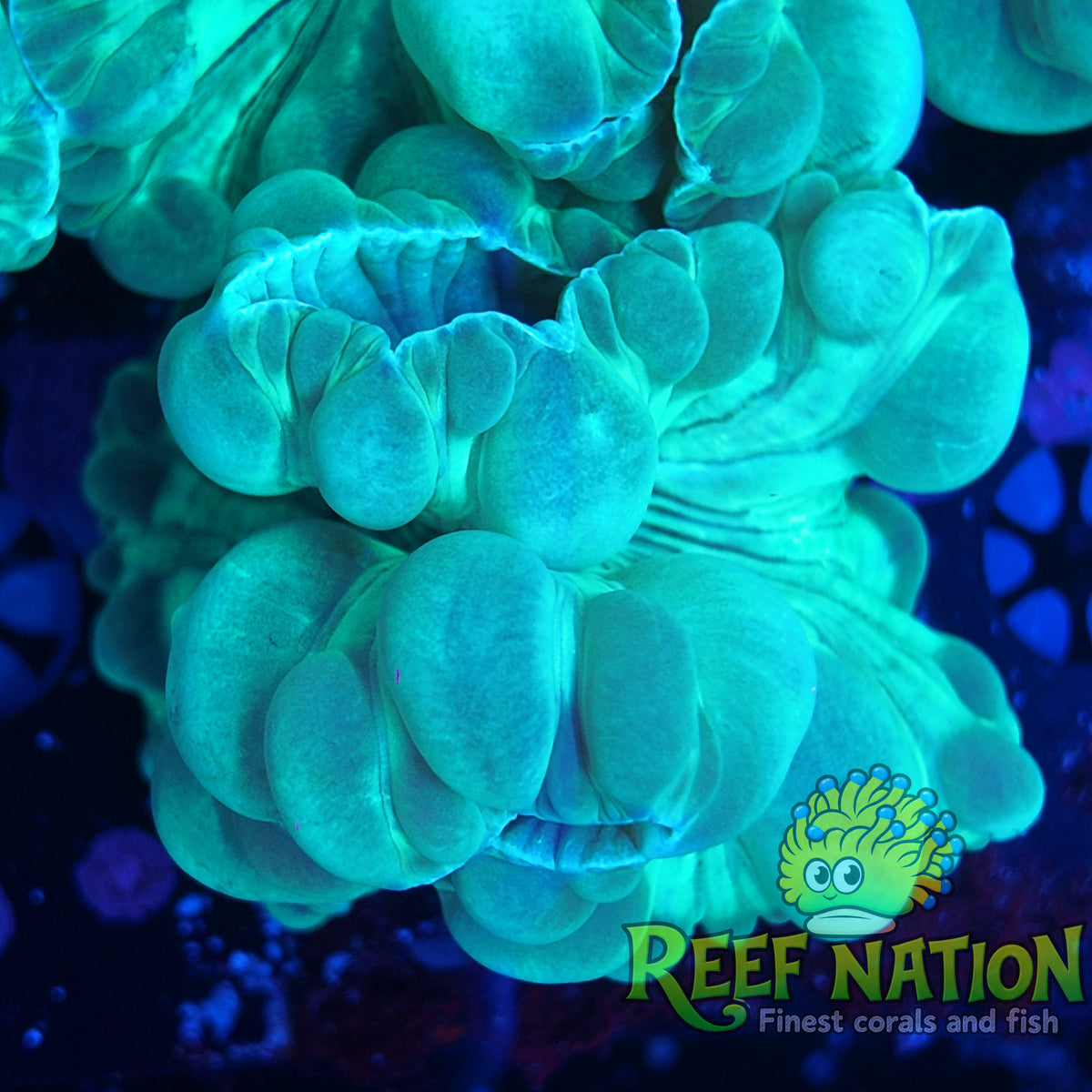 fox coral