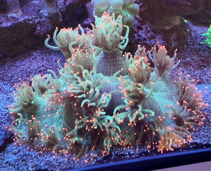 elegance super pink tips