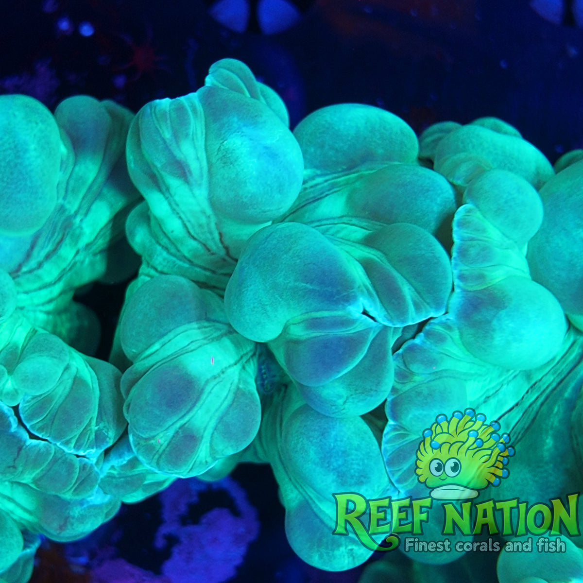 fox coral
