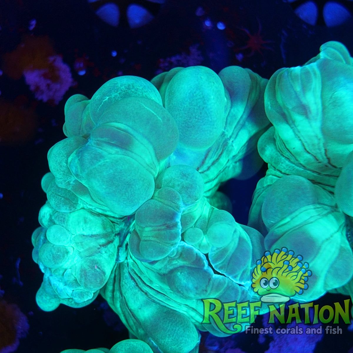fox coral