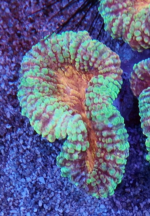 lobophyllia strawberry wine