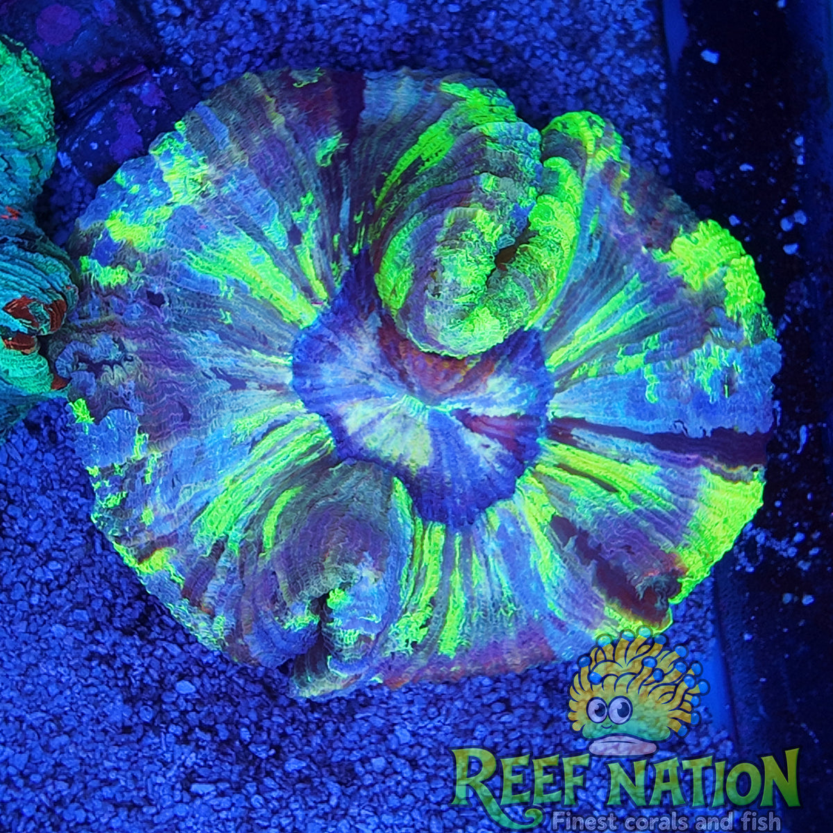 wellsophyllia purple monster
