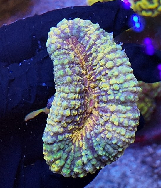 lobophyllia grafted multicolor