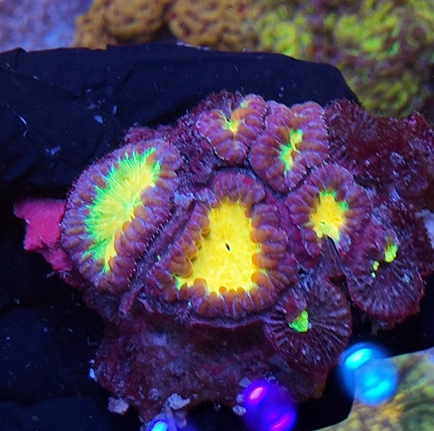blastomussas super nebula