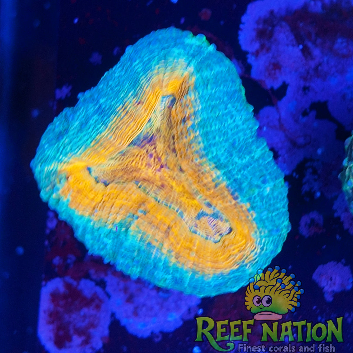 lobophyllia ultra