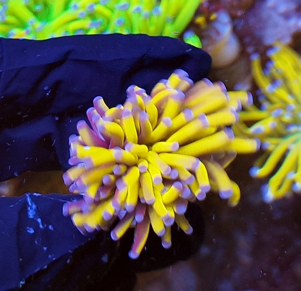 torch indo banana