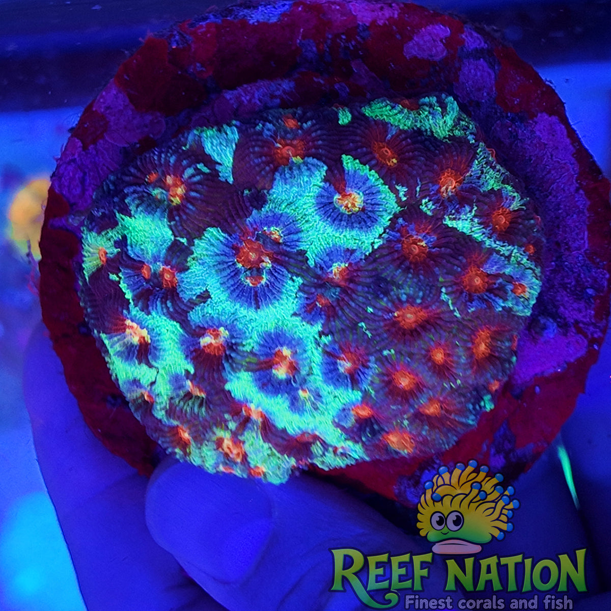 favia RN artic flame colonia