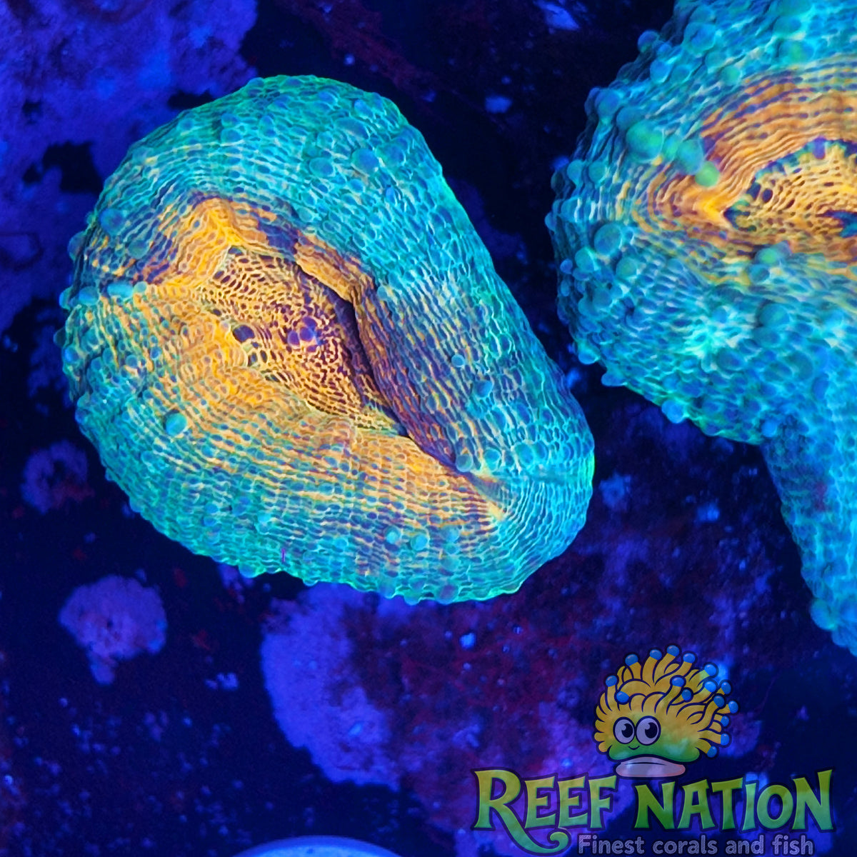 lobophyllia ultra
