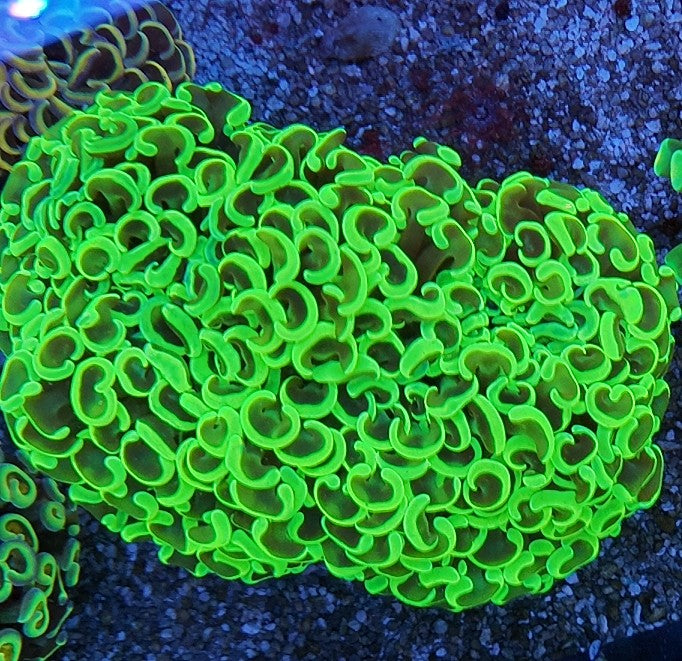 hammer neon wall