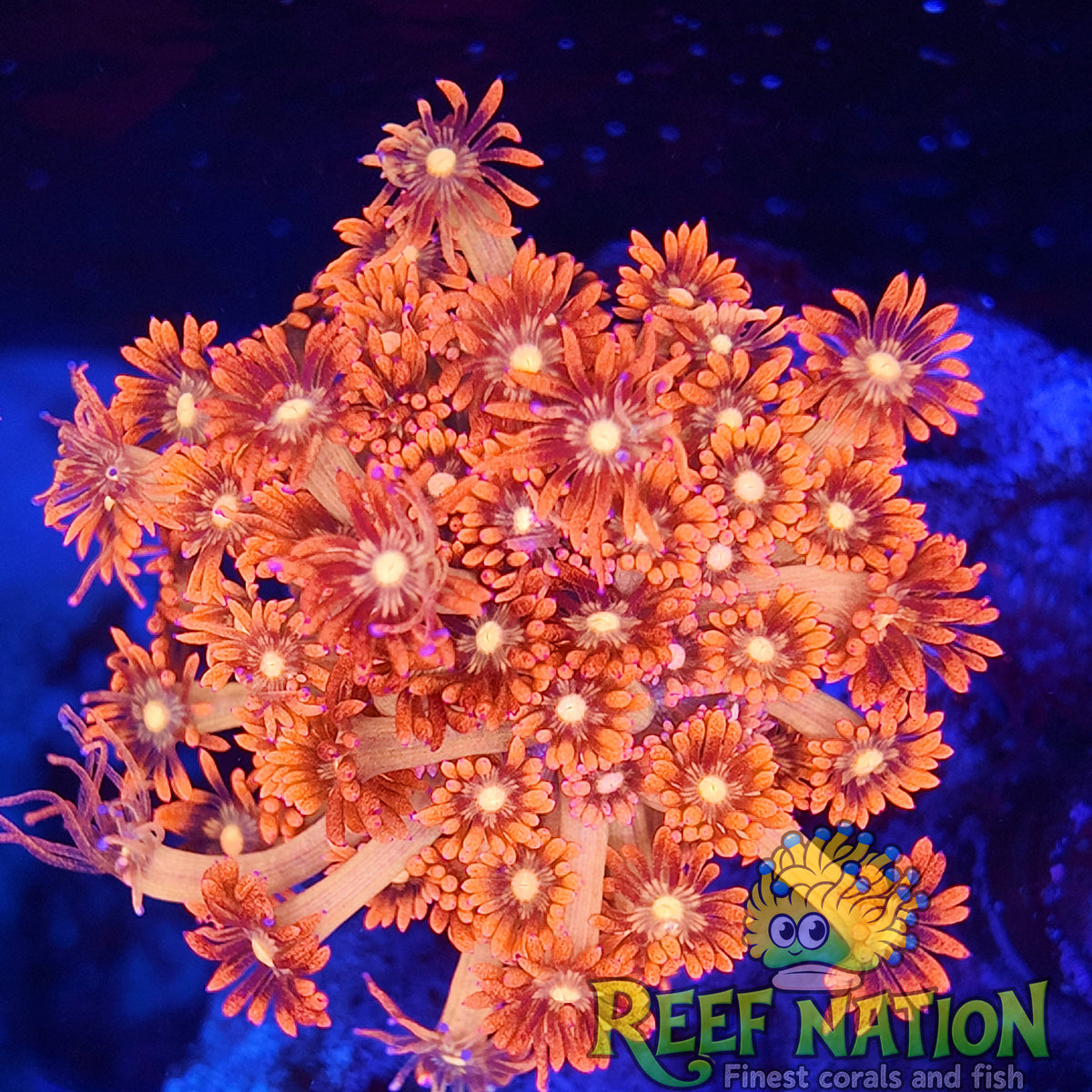 gonipora buttkisser