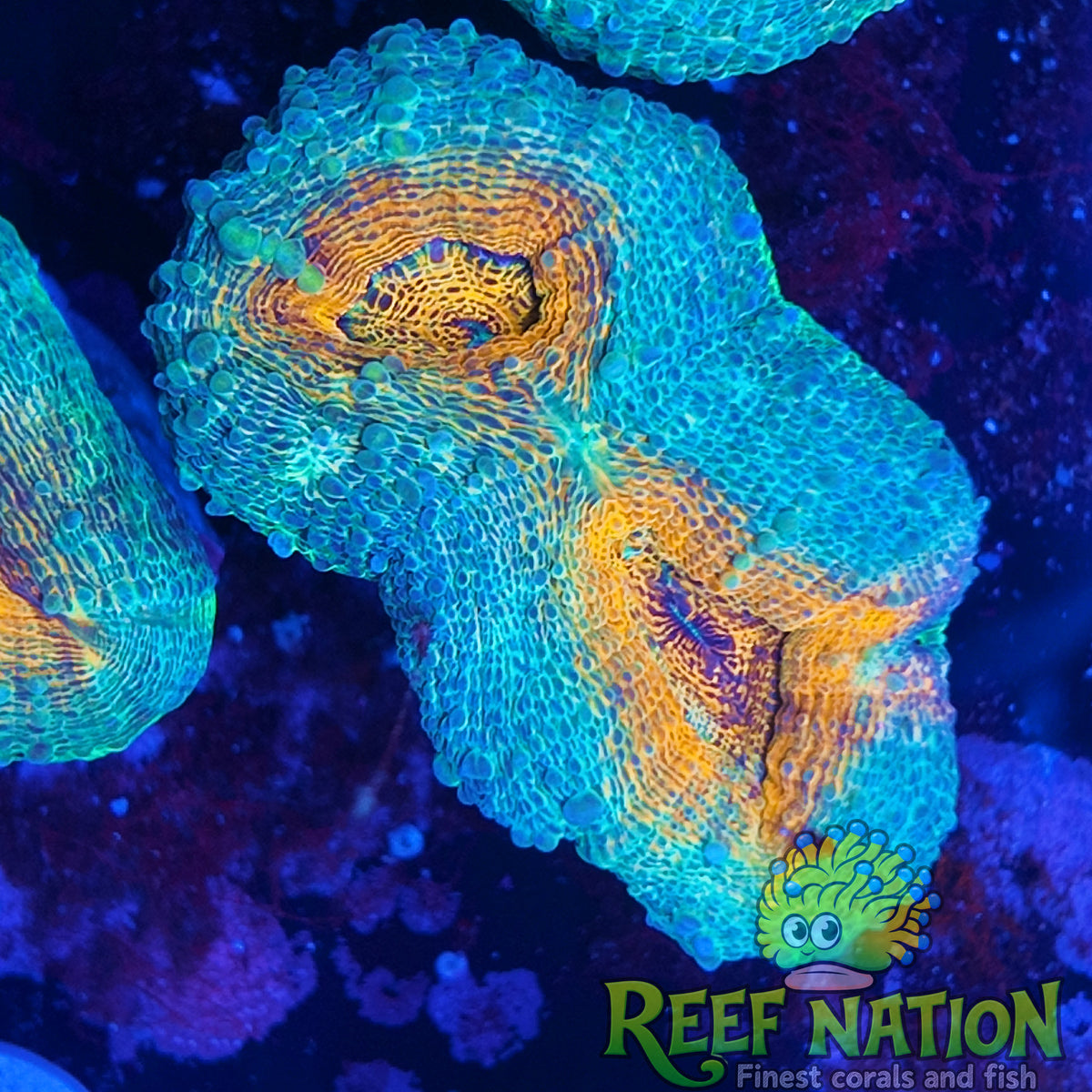 lobophyllia ultra