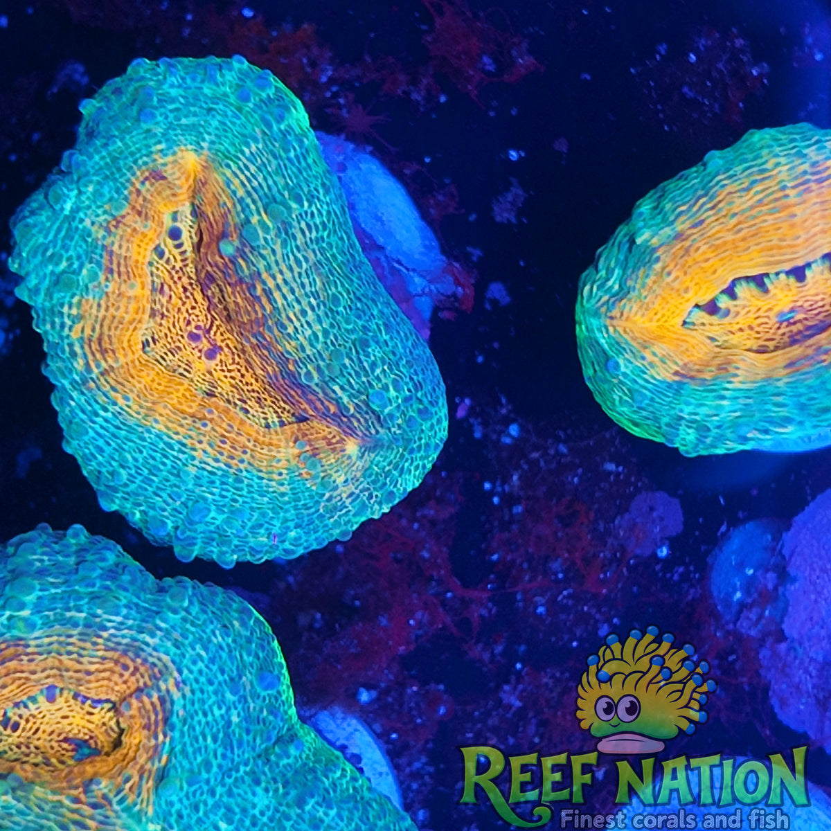 lobophyllia ultra