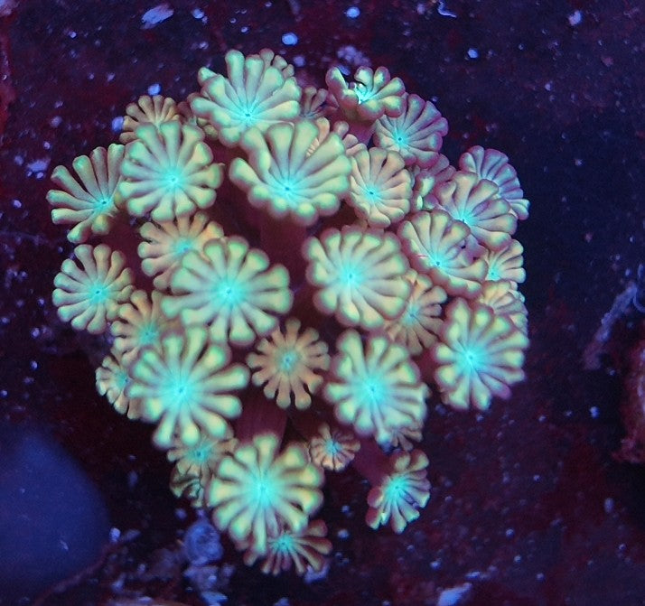 alveopora unicorn