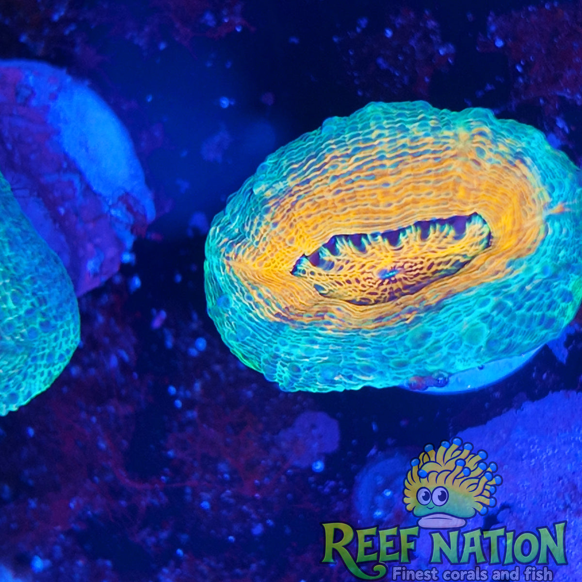 lobophyllia ultra