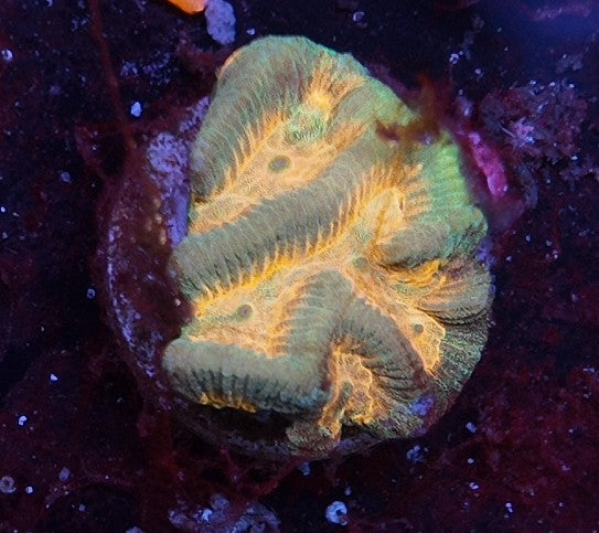 platygira inferno