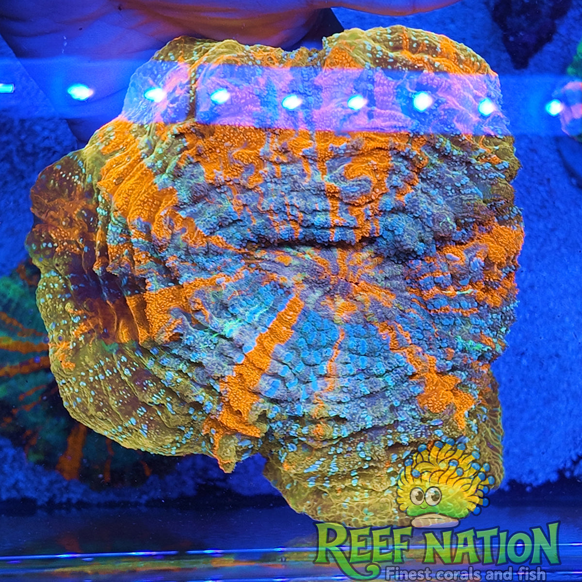 acantophyllia golden raimbow