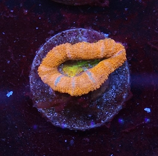 acan holy grail
