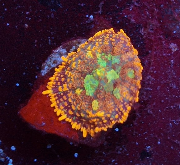 rhodactis lava