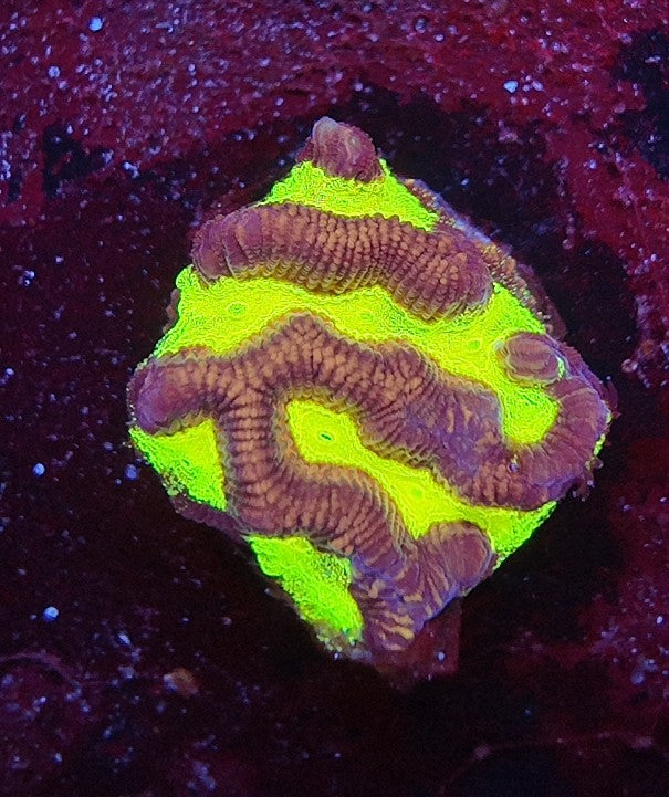 platygira wwc rainbow