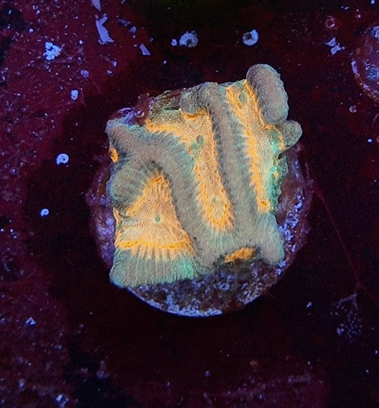 platygira inferno