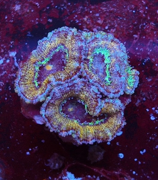 acan cooper