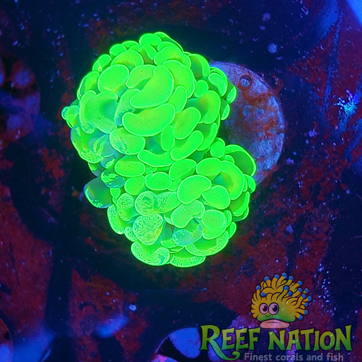 hammer neon branch